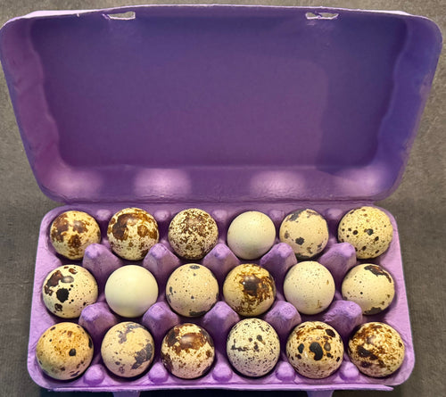 18-count carton of fresh Coturnix quail eggs