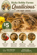 Quailicious™ Live Baby Quail Chicks