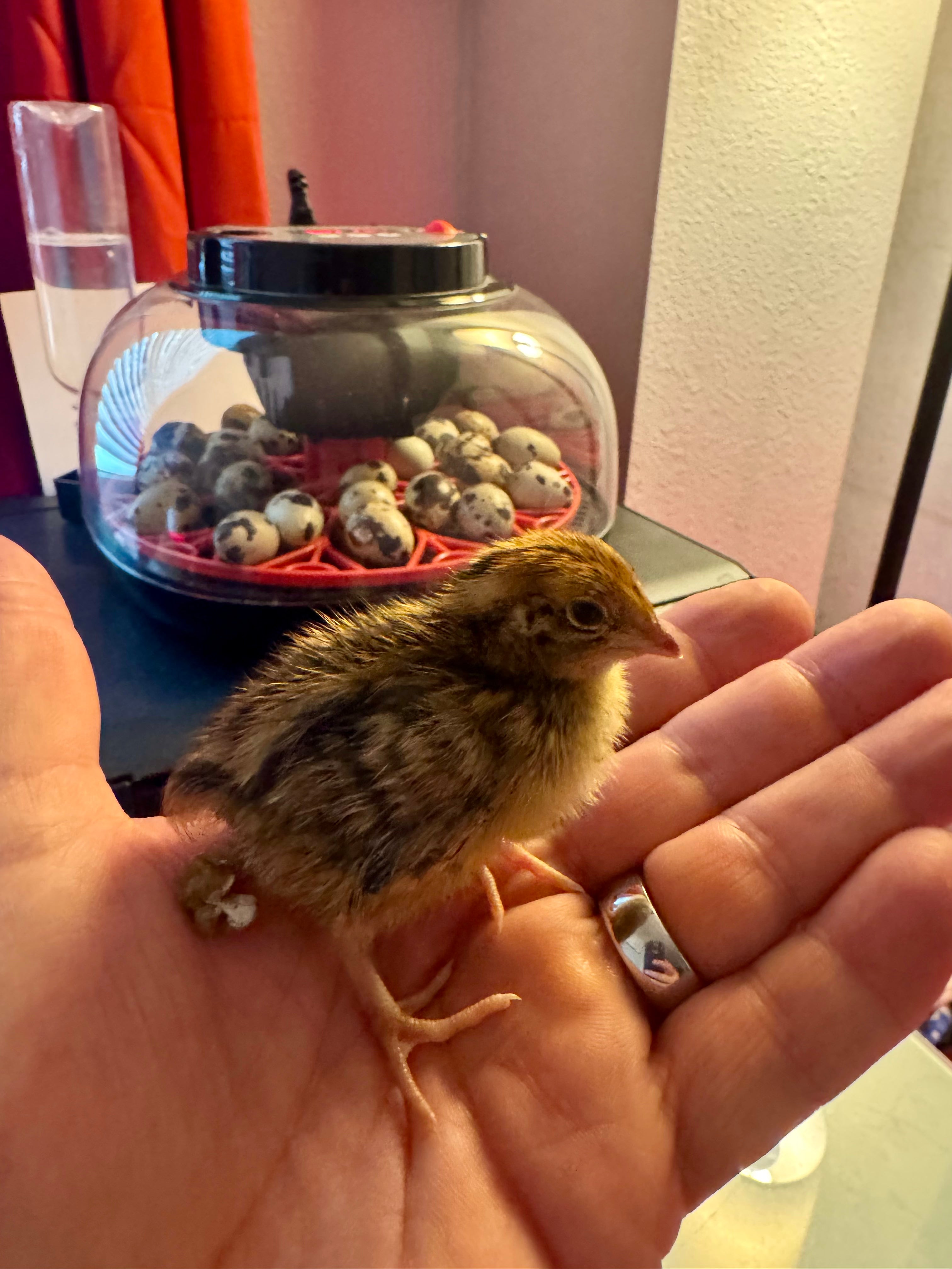 Live baby quail chicks