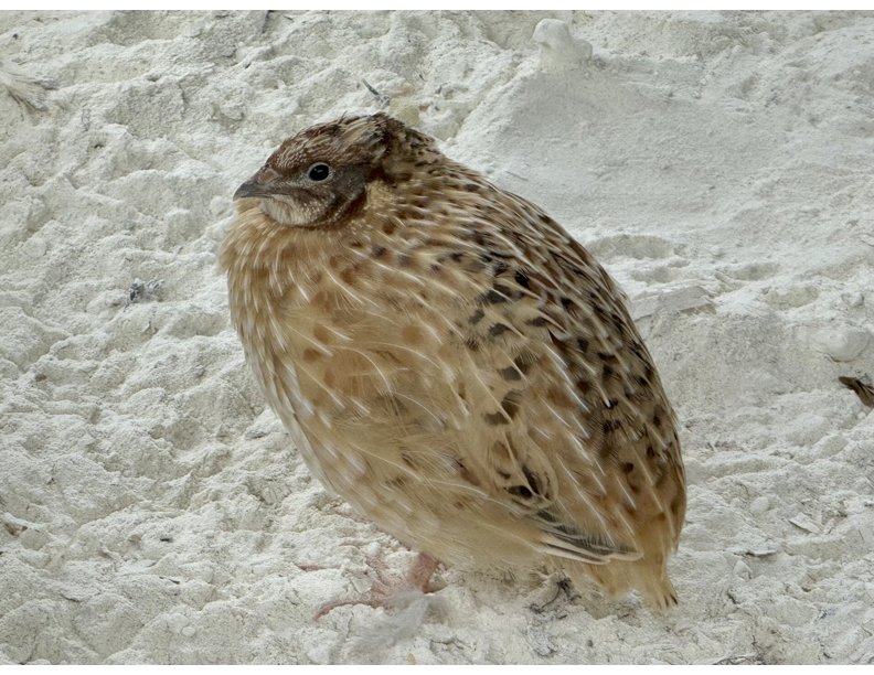 30 Jumbo Brown Coturnix Hatching Eggs