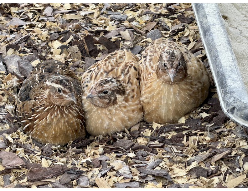 Cage-Free Quail Eggs (One Dozen)