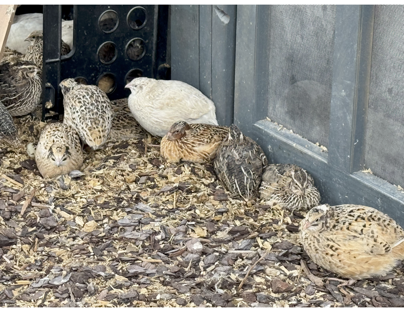 30 Jumbo Brown Coturnix Hatching Eggs