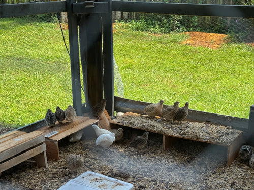 Ricky Bobby Farms Coturnix quail coop