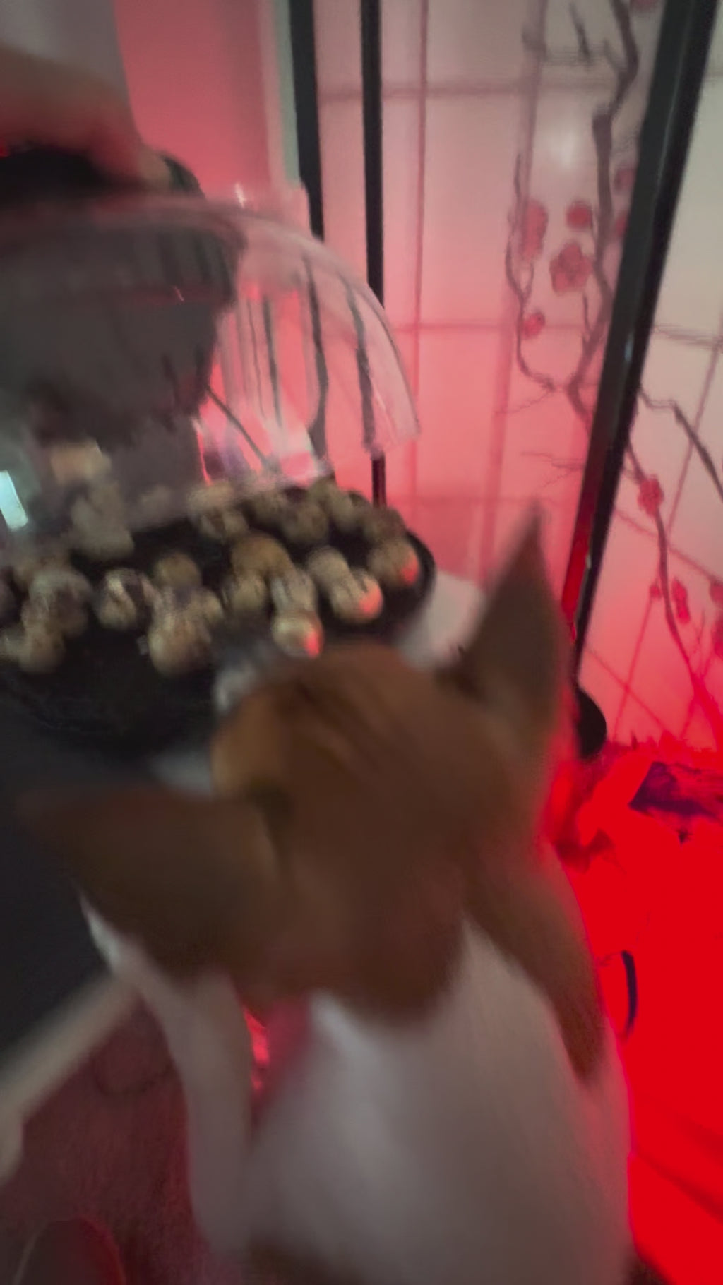 Hatching Eggs (1 Dozen)