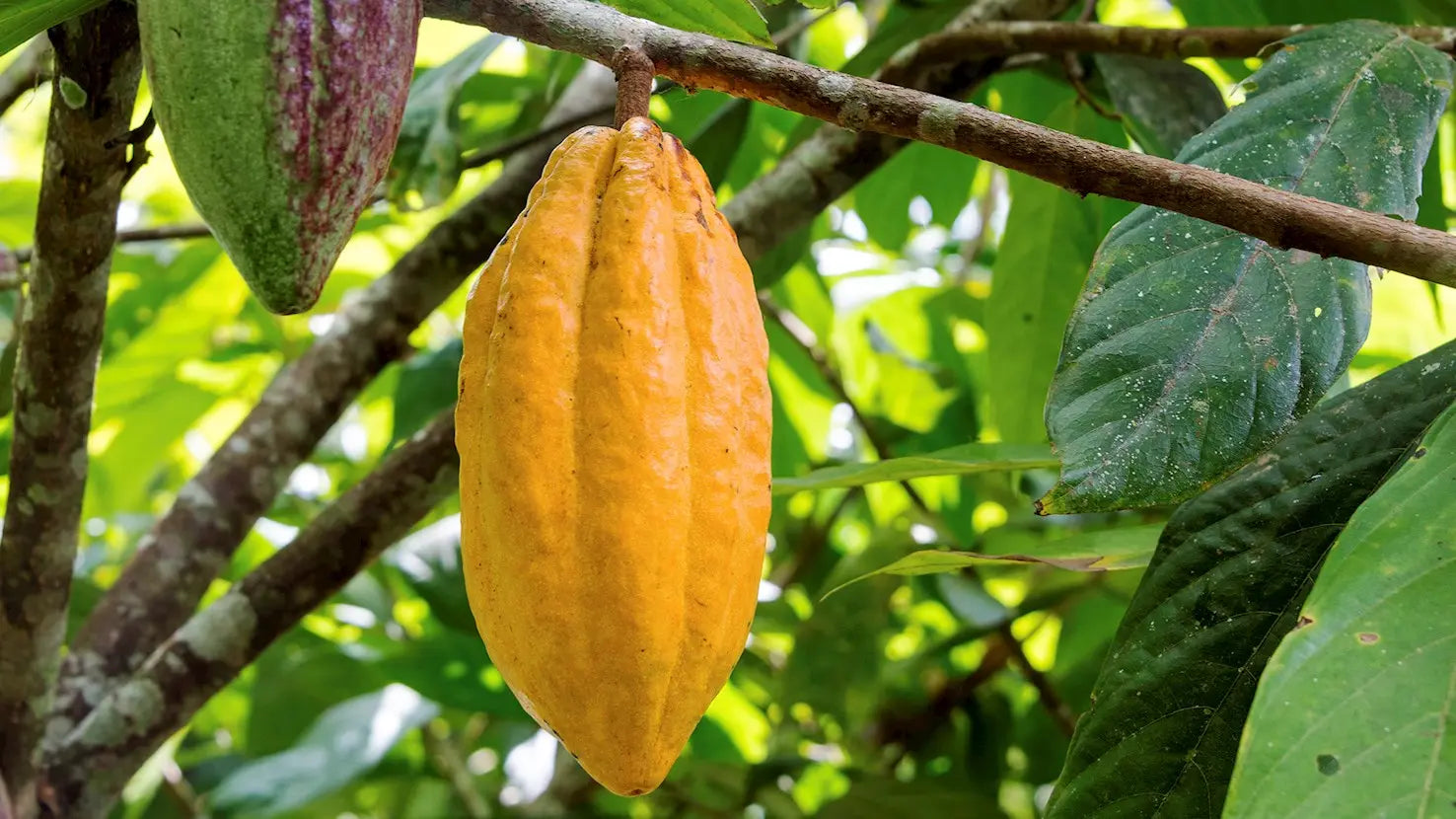 Golden ripe cacao pod growing from a cacao tree