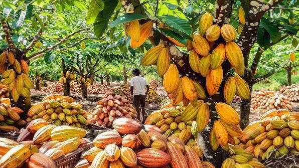 Cacao grove filled with harvested yellow, orange and red pods