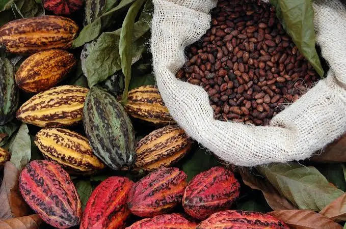 Harvested cacao pods and a burlap sack filled with dried cacao beans