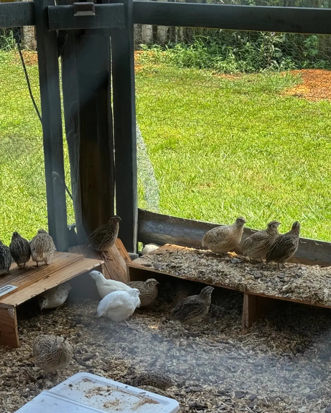 Healthy live cage-free Coturnix quail in the Ricky Bobby Farms cage-free zone